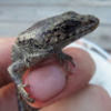 reptileguy213
